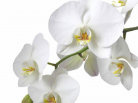 fewo-orchidee.de Webseite Vorschau