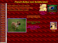 french-bully-schaeferstein.de