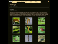 thaibugs.com Webseite Vorschau