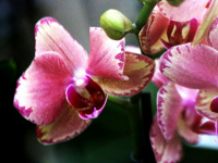 m-m-orchid.com Webseite Vorschau