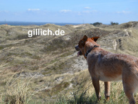 Gillich.de