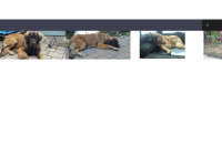 germanischer-baerenhund.org Webseite Vorschau