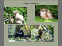 chihuahuas.de Webseite Vorschau