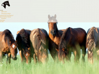 Lucky-horses.de