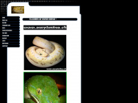 serpientes.ch Webseite Vorschau