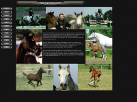 shagya-pferde.de Webseite Vorschau