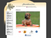 shumbazino.de Webseite Vorschau