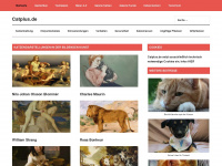 catplus.de Webseite Vorschau