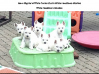 westie-whiteheadlines.de Webseite Vorschau