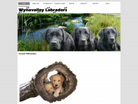 wynavalley-labradors.ch Webseite Vorschau