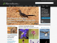 naturescapes.net Webseite Vorschau