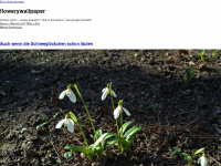 flowerywallpaper.com Webseite Vorschau