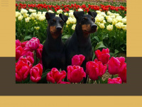 manchester-terrier-black-bandits.de Webseite Vorschau