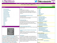 microbes.info Webseite Vorschau