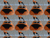 dodo-tours.com Webseite Vorschau