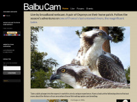 balbucam.fr Webseite Vorschau