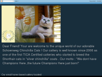 silvershaded-chinchillacats.blogspot.com