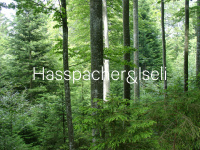 hasspacher-iseli.ch Webseite Vorschau