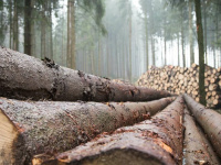 Waldversicherung.com