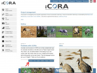 icora.de Webseite Vorschau